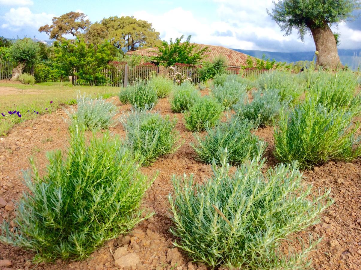 Clos Simoni Figari  Exterior foto